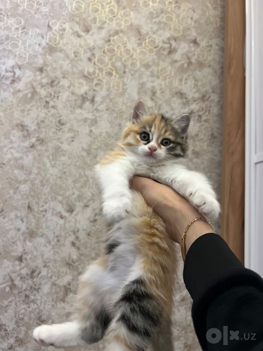 Кошка 1.5 месяца красивая
