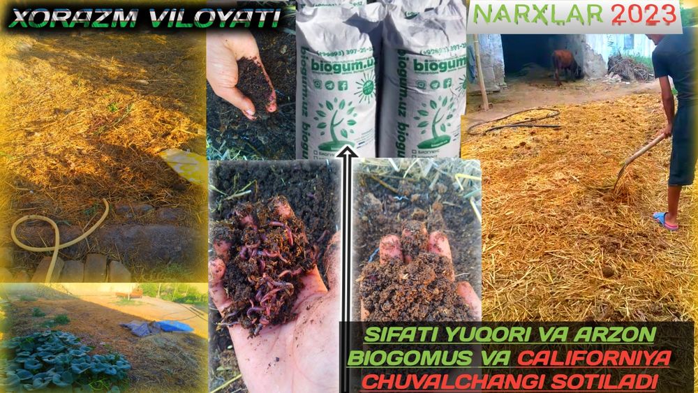 Kaliforniya Chuvalchangi Kilosi 1000 Banan Karobkasi 300