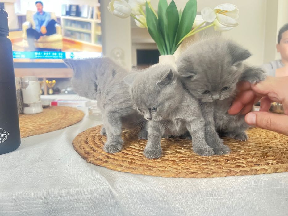 Продава британски късокосмести котета