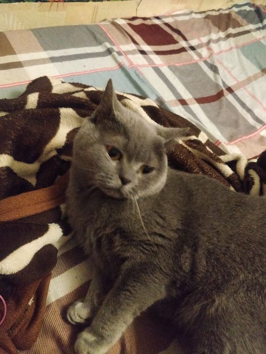 Кошка британская гладкошорстная