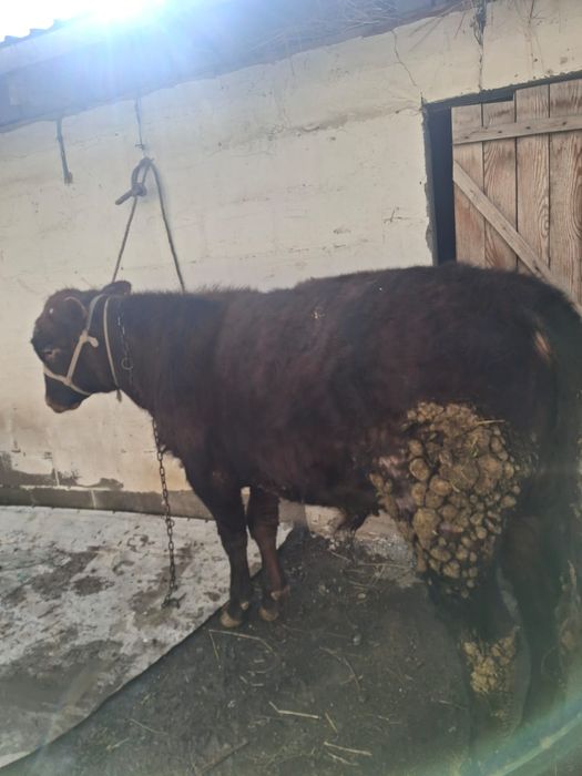 Продается Бычок отличный