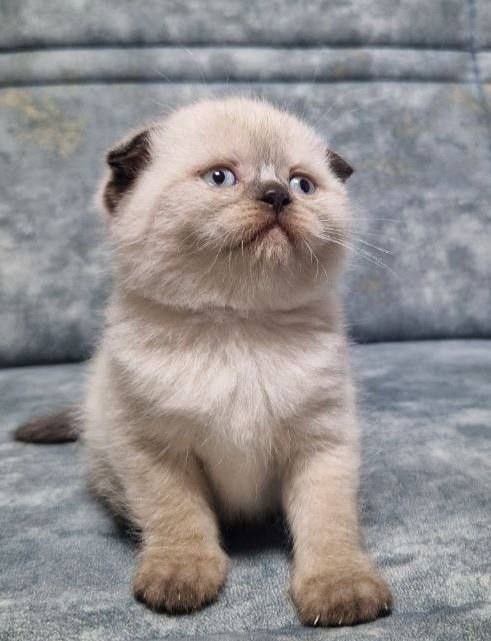 Зотдор мушук боласи