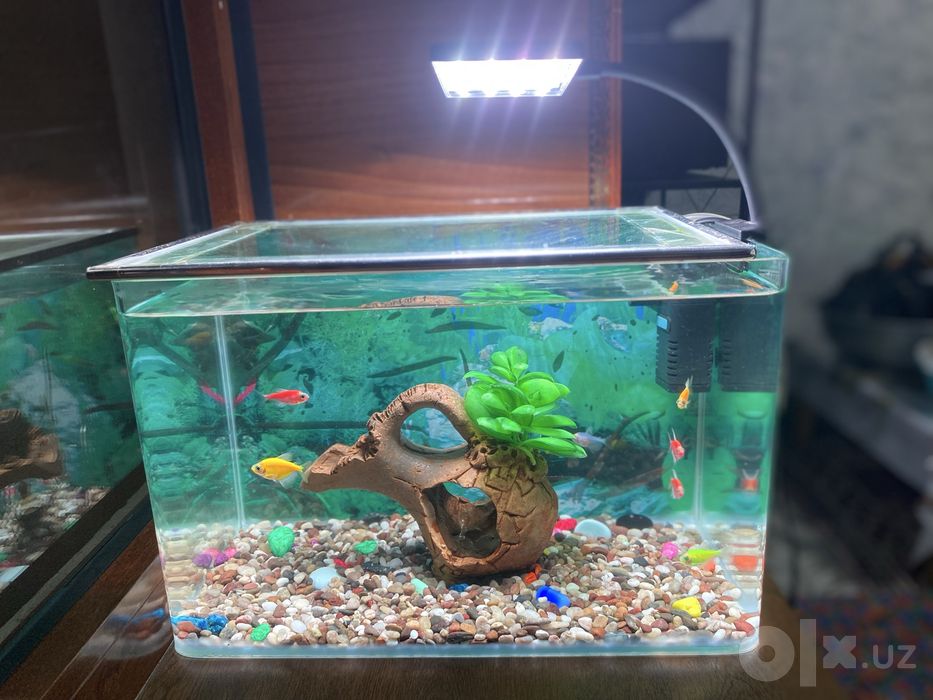 Akvarium baliqlari va jihozlari bilan