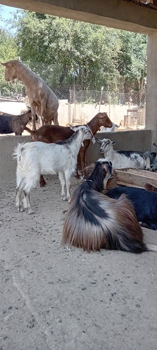 Capre,iezi și țapi de vânzare