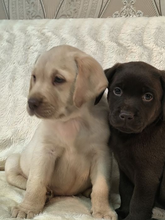 Красивые детки лабрадора ретривера