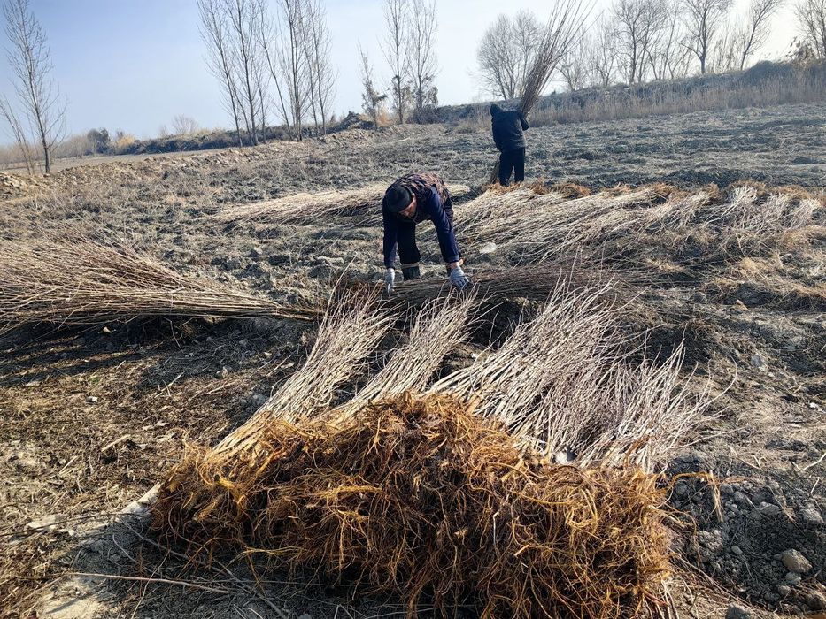 Тут кучатлари сотилади