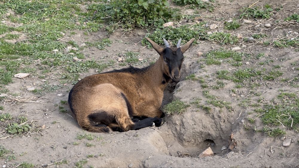 Ieduta Alpina Franceza (linie buna) foarte reusita, talie foarte buna!