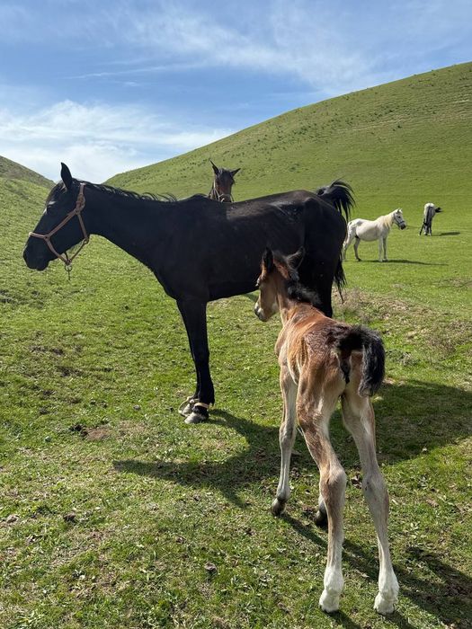 Жаңа туған бие бар