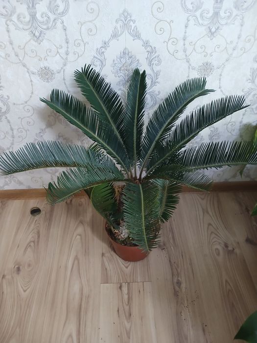 Комнатные растения