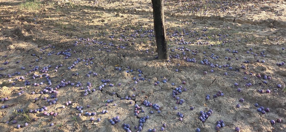 Prune pentru tuica
