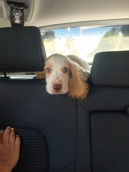 Продам английский спаниель