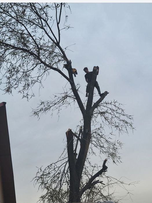 Спил деревье Агаш кесу