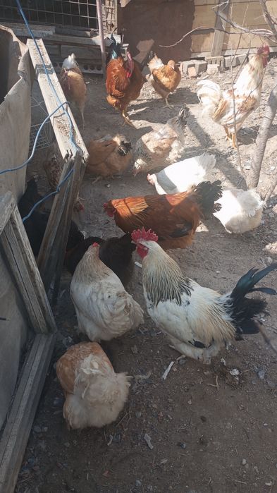 Петушков продам .