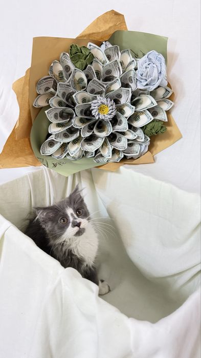 Продается котьят хейланд