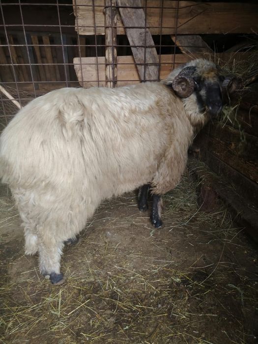 Berbec ,1,5 ani,bucalau