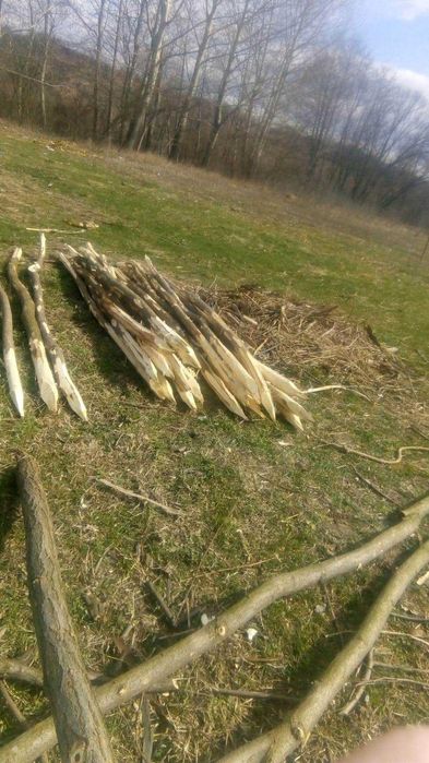 vand pavele si spalieri  sau schimb cu diverse