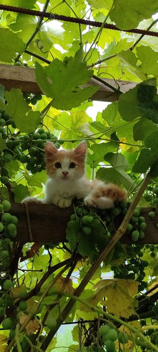 Два мальчика турецкой ангоры 2 месяца,