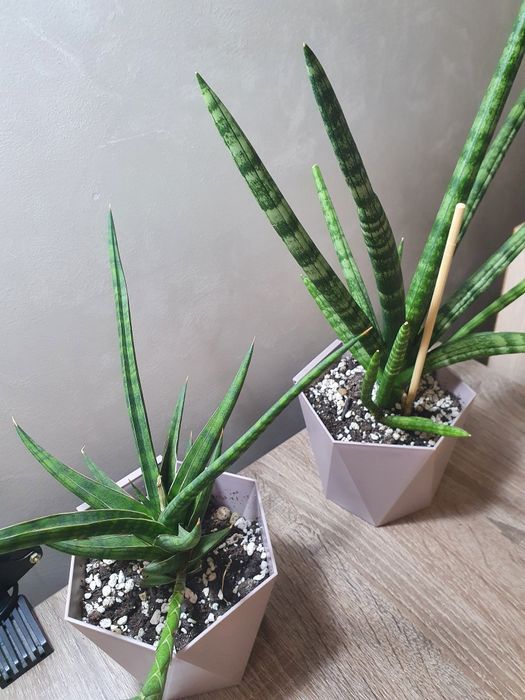 Комнатные цветы в горшках