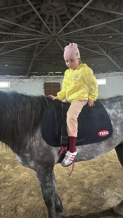 Жеребец для езды