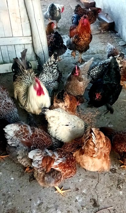 Ouă incubat Wyandotte/moțate