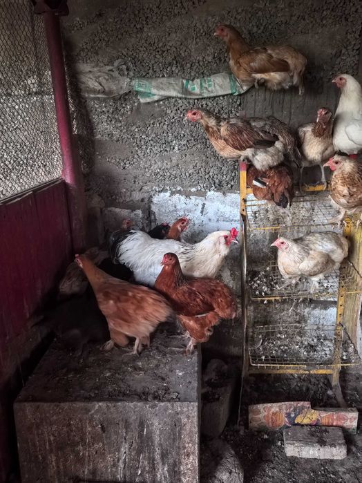 Продаётся курица