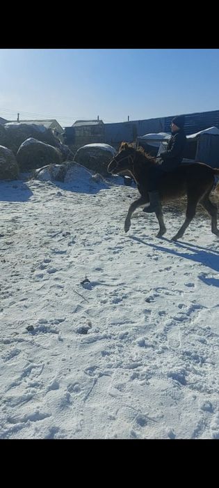 Жорға жабағы сатылады