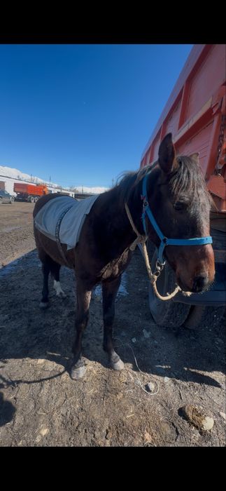 Жорға құнан 2 жасқа келді.