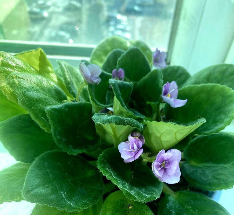 Продам комнатные цветы