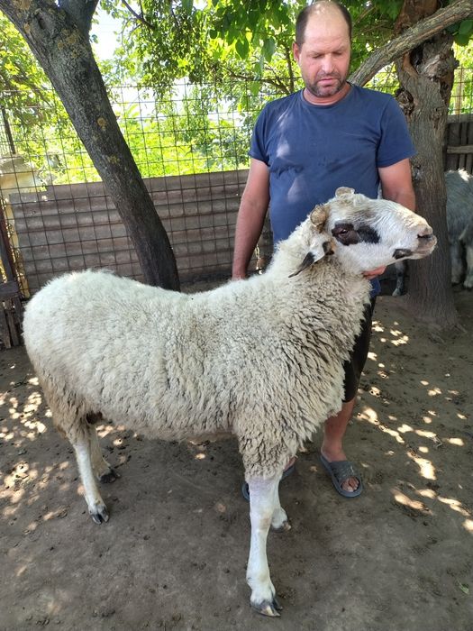 Oi de carne  vânzare