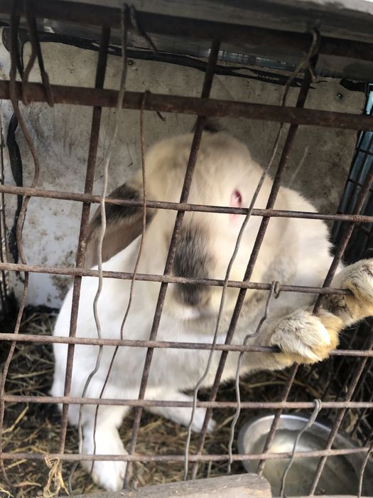 Кролики 2-3года………..