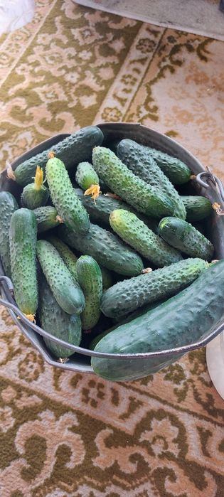 Продам домашние огурцы