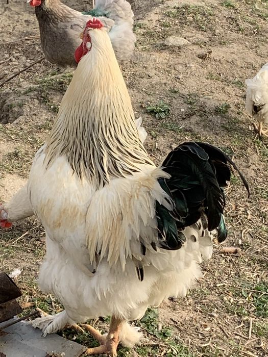 Млади петли(не чистокръвна Колумбийска брама)