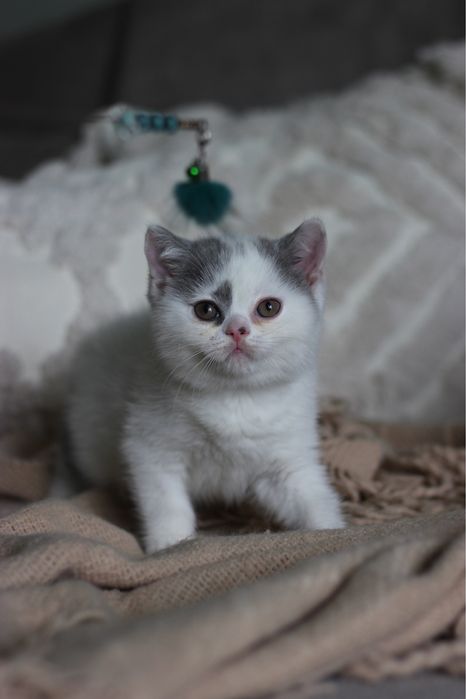 Британский котенок мальчик 1,5 месяца
