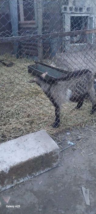 Продам гозла 4 месяцев
