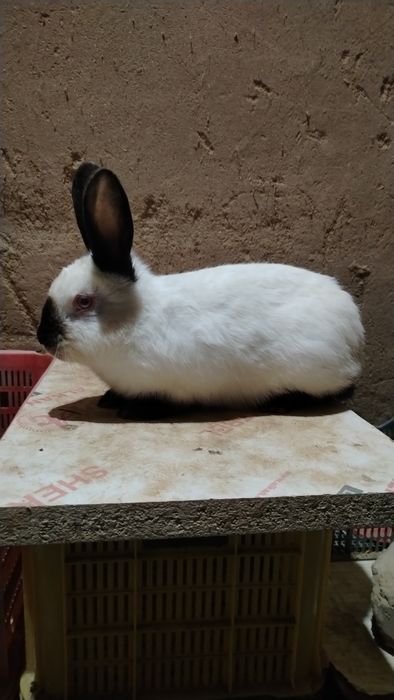 Quyonlar bor barter qilaman