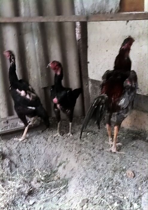 О Шамо бойцовый 1+2