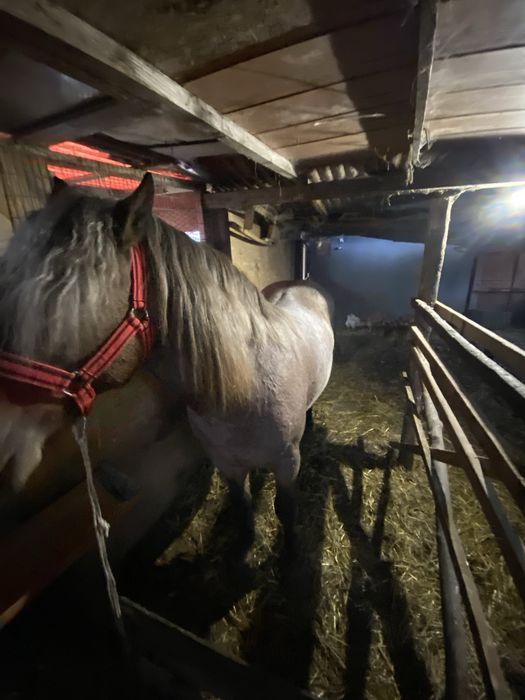 Vand manz de 2 ani fac schimb cu oi