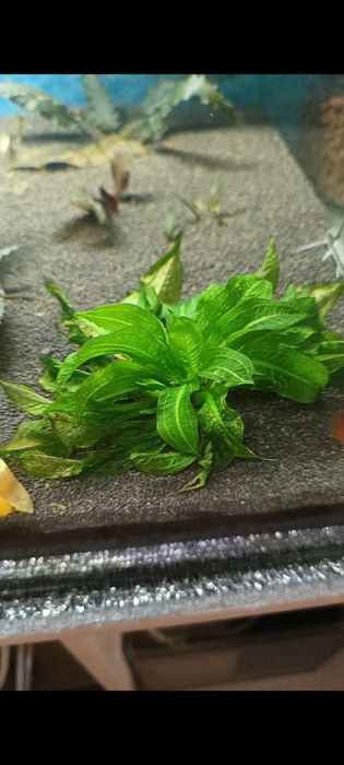 Продаётся аквариумные растения