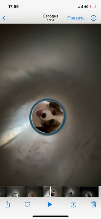 Отдам в хорошие руки щенка