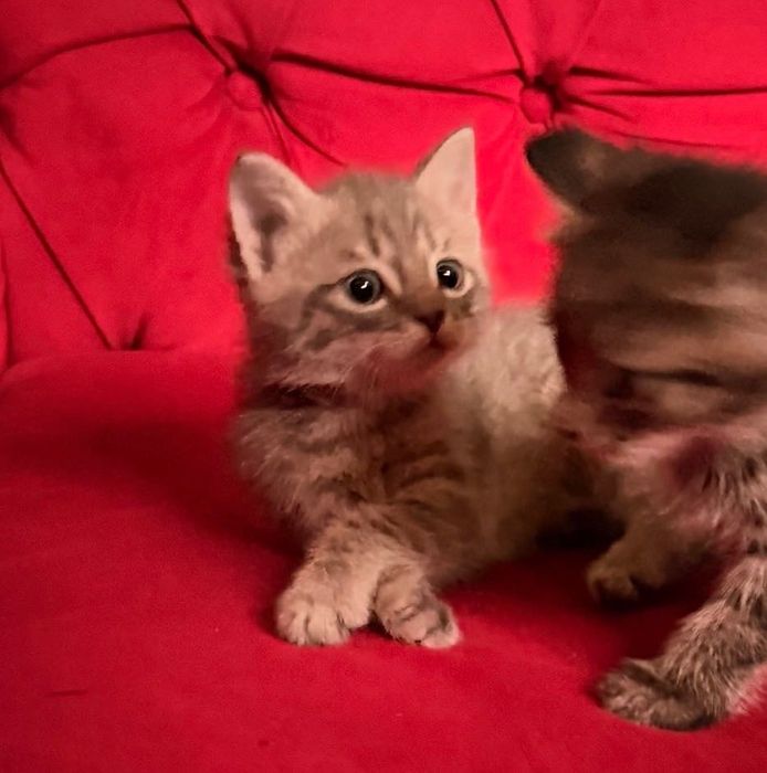 Отдам котят в хорошие руки