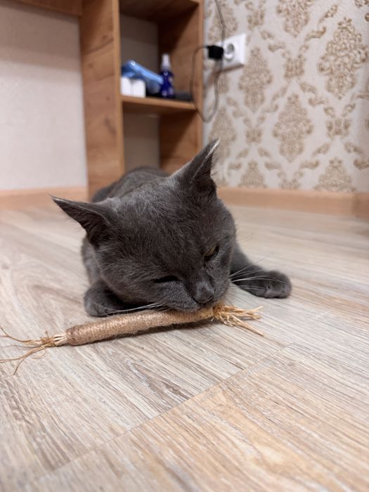 Кот британец (3 года примерно)