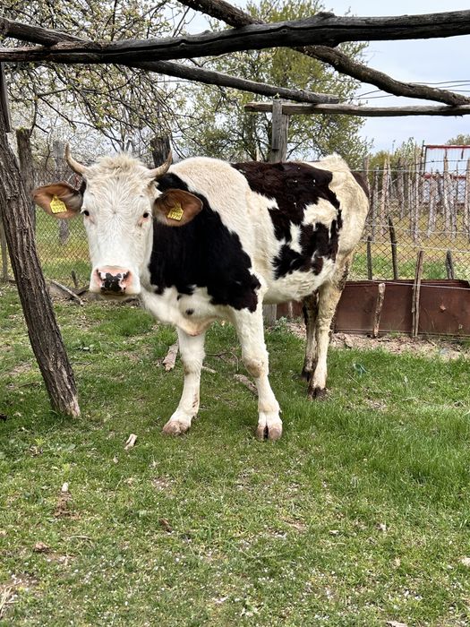 Vaca baltata romaneasca