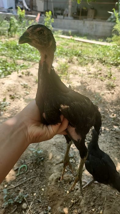 Jojalar sotiladi