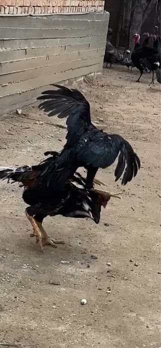 Дакан июльский ганой микс