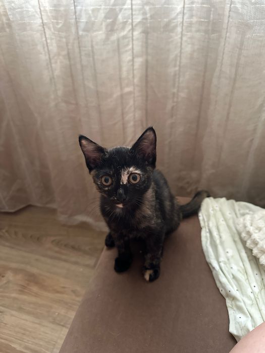 Отдам котёнка девочку