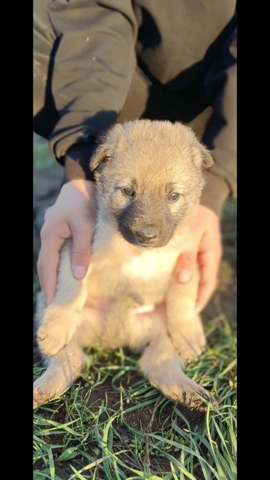 Щенки на полавину породистая
