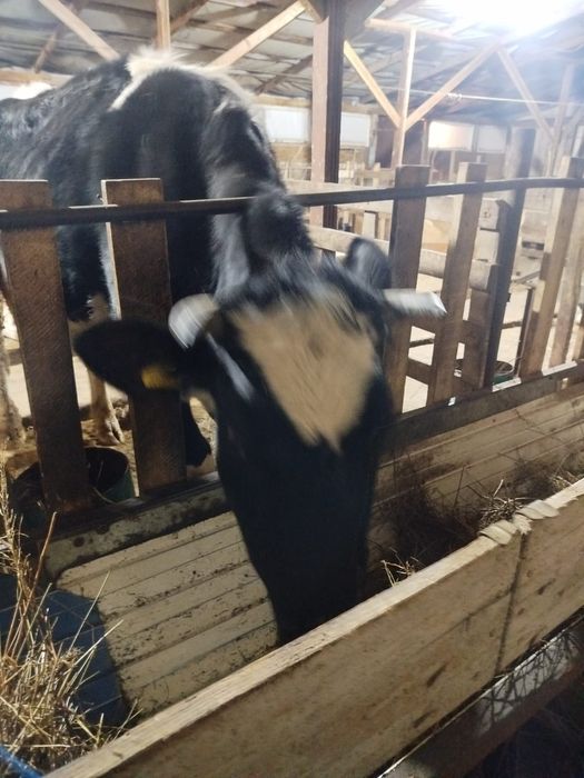 Тёлка 2 года 3месяца цена 700000