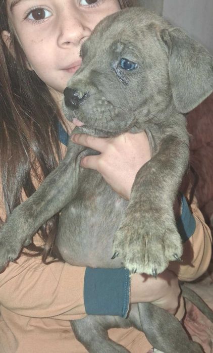 Кане Корсо кученца