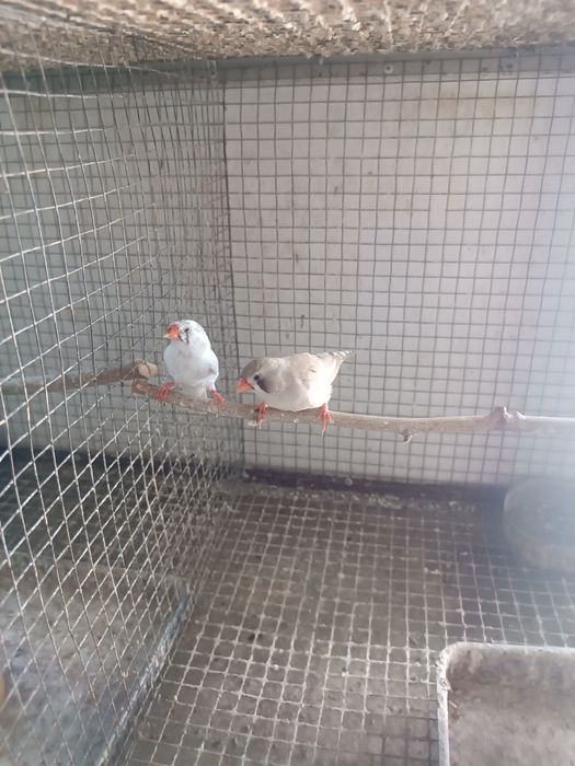 Продаются зебровые  амадины