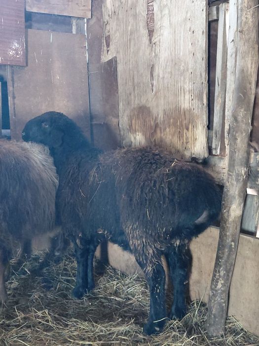 Қошқар сатылады.